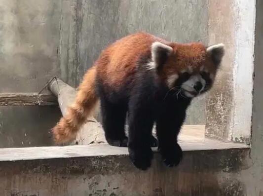 警方破获大案解救63只小熊猫 原因竟是这样实在是太意外了