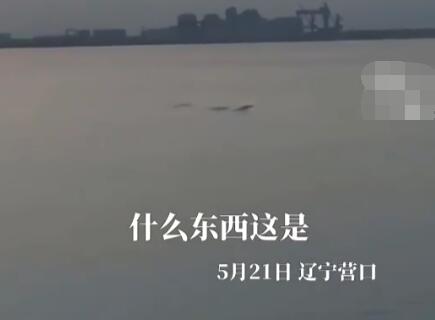 男子称拍到5米长不明生物 现场画面曝光