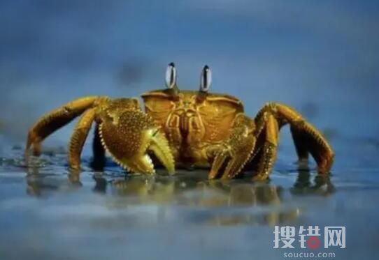 小伙被螃蟹夹手反咬一口患肺吸虫病 以牙还牙”之举太惊险了