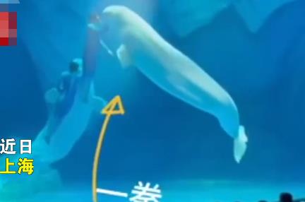 海洋公园回应工作人员拳打白鲸 照片曝光直接让人大呼意外