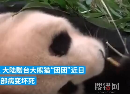 大陆赠台大熊猫状况不佳躺地进食 究竟怎么样了？