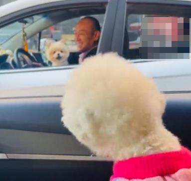 主人堵车半小时两狗子隔窗吵架 到底是什么情况? 