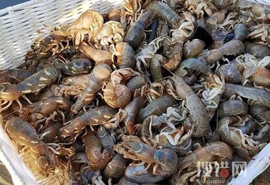 烟台海边出现大量泸沽虾 到底是什么情况？