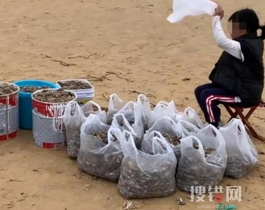 烟台女子沙滩捡30斤虾 究竟是怎么回事？