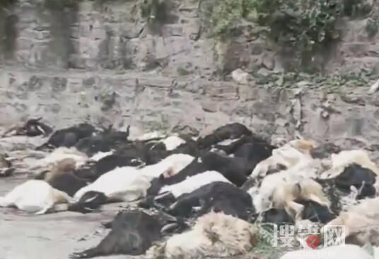 羊主人回应山羊集体跳崖坠亡 为什么跳崖？