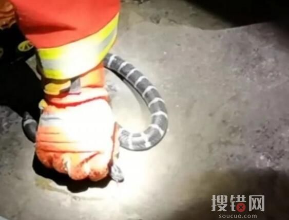 女孩网购毒蛇当宠物 一个月后身亡 安全隐患远比我们想象的严重