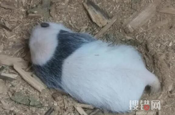 时隔4年 同一树洞再现野生熊猫幼崽 到底是什么情况？