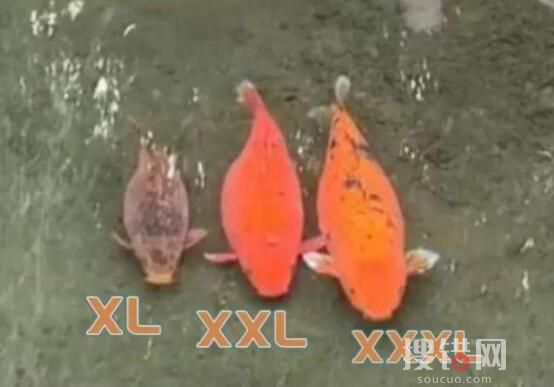趵突泉3只胖锦鲤组团出游 究竟是怎么回事？