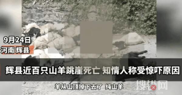 河南辉县近百只山羊接连跳崖坠亡 为什么跳崖坠亡？