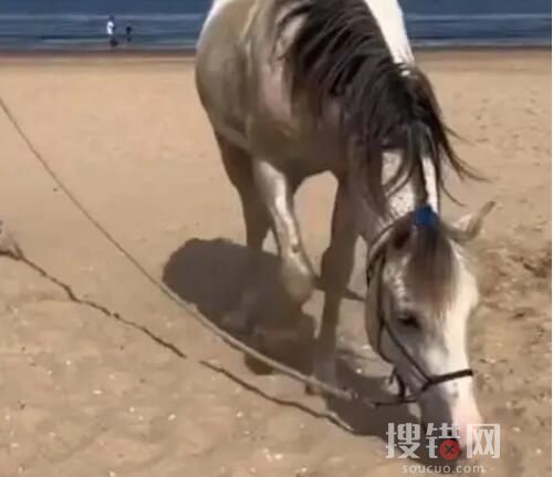 自称骑马回国的小伙道歉:都是假的 为什么道歉什么情况？