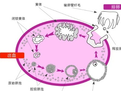  卵泡形晚期出现差异