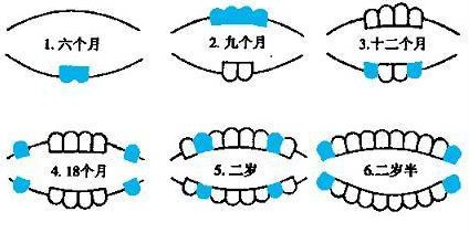 宝宝长牙顺序图