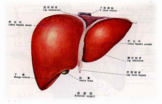 脂肪肝有哪些早期症状呢?