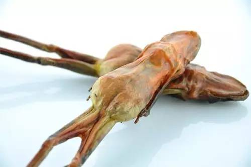 雪蛤的禁忌 雪蛤的禁忌