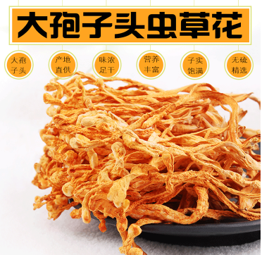 大孢子头虫草花 大孢子头虫草花