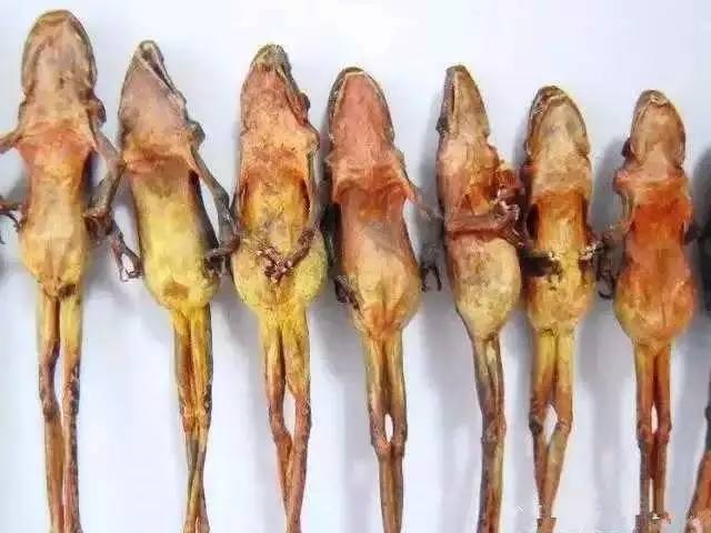 雪蛤的适合人群 雪蛤的适合人群