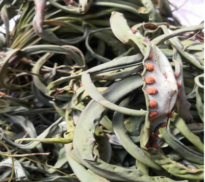 肾精草