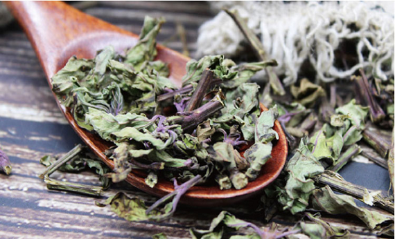 肾草茶