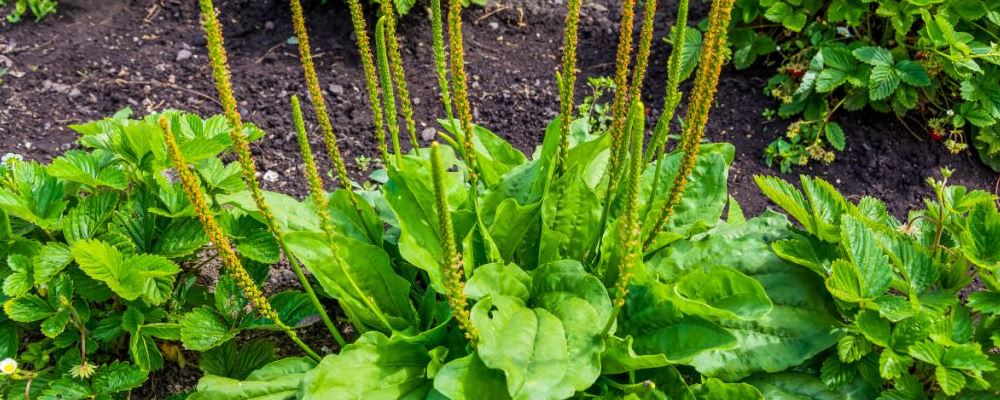 春季减肥 刮油食物 刮油最强的食物