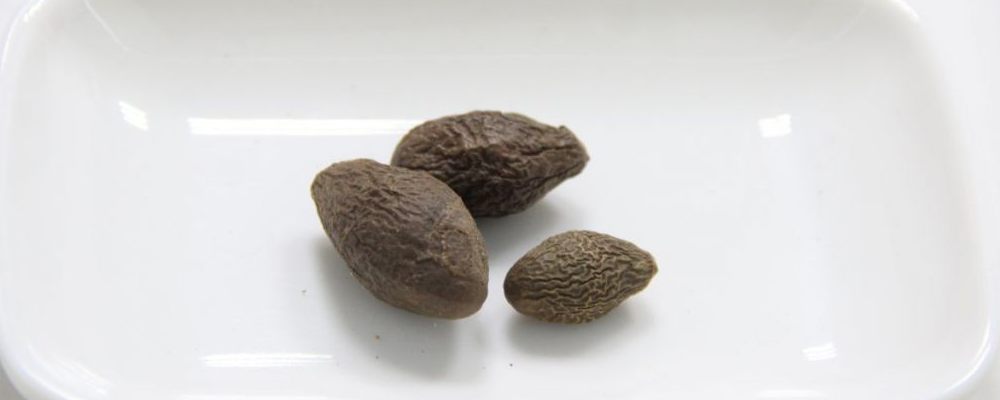 胖大海的功效与作用 胖大海使用注意事项 胖大海有什么功效与作用