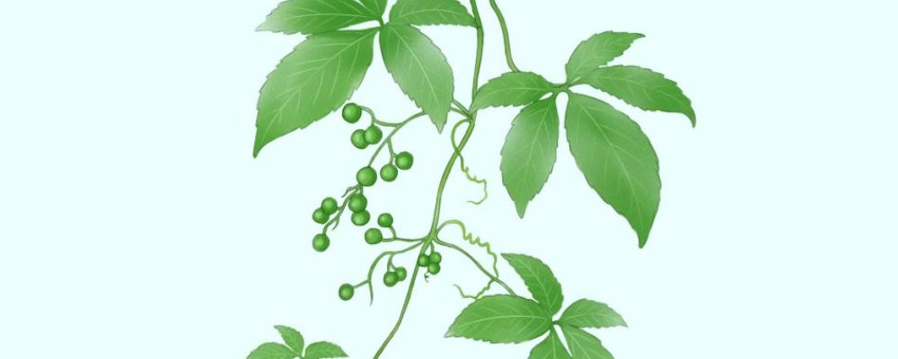 绞股蓝泡水的功效有哪些 绞股蓝泡水的方法 绞股蓝泡水要注意什么