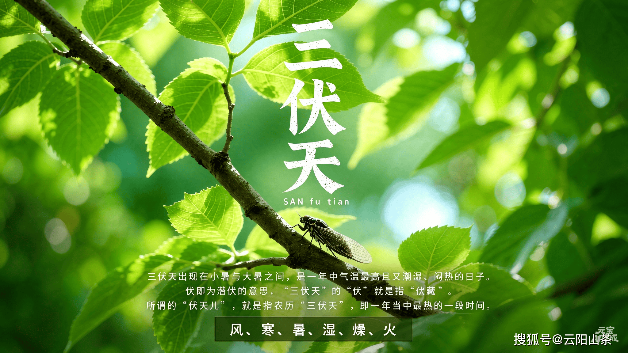 三伏天1.png