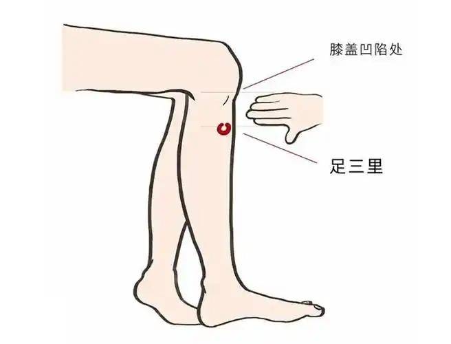 穴位-足三里.jpg