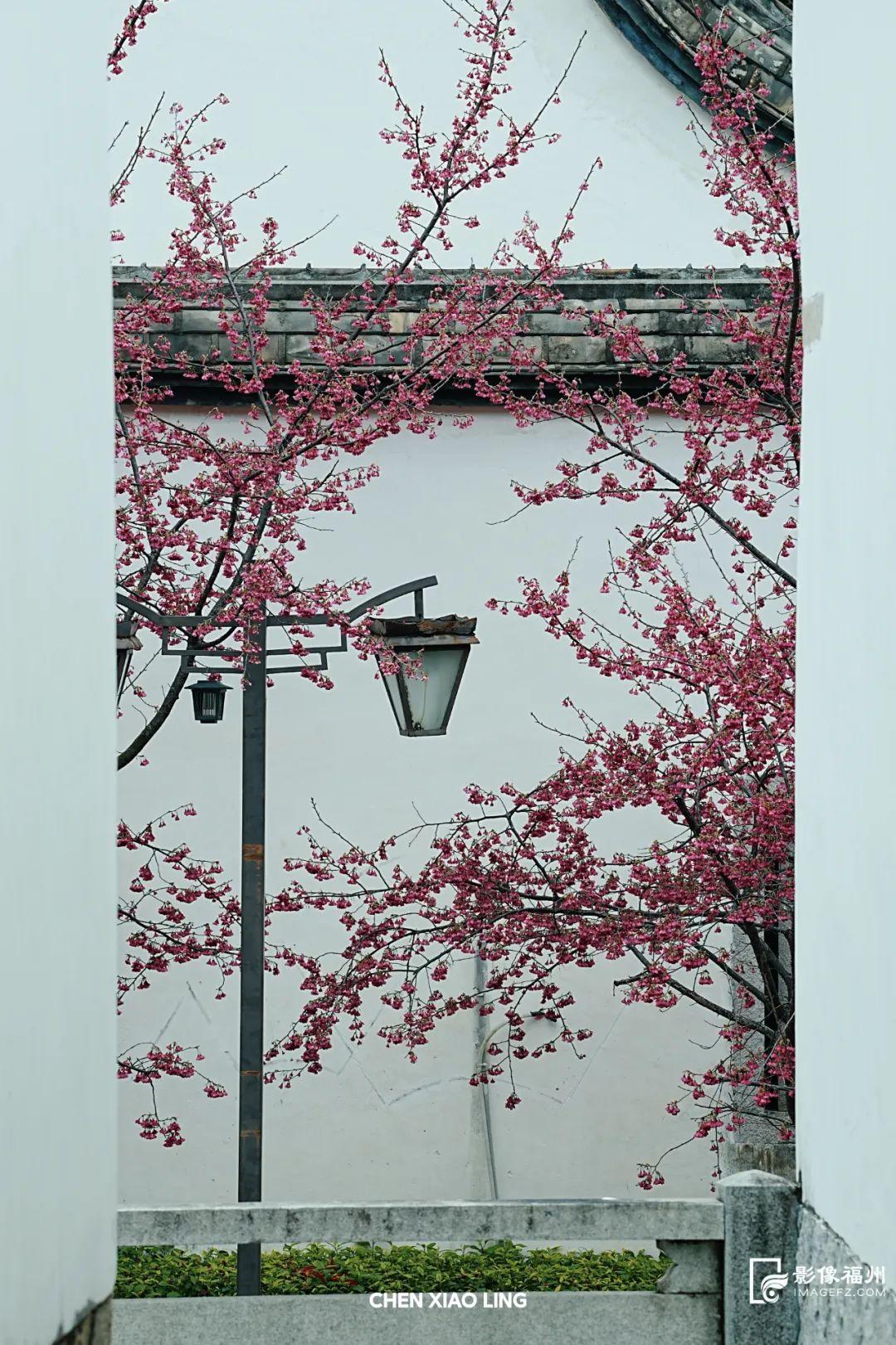 上乌山，赏春花