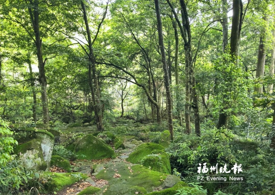 福州古树名木也有高科技“体检套餐”