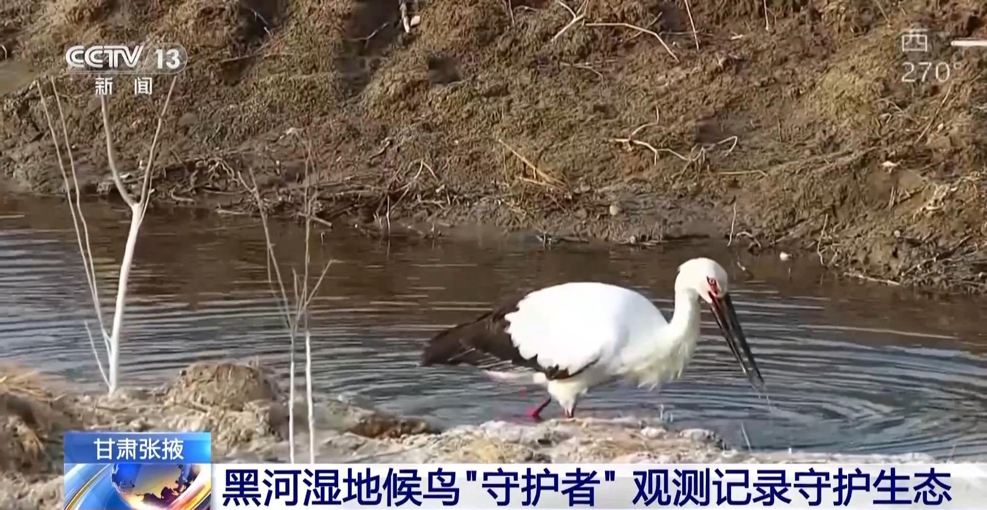 黑河湿地首次发现“鸟中国宝”东方白鹳