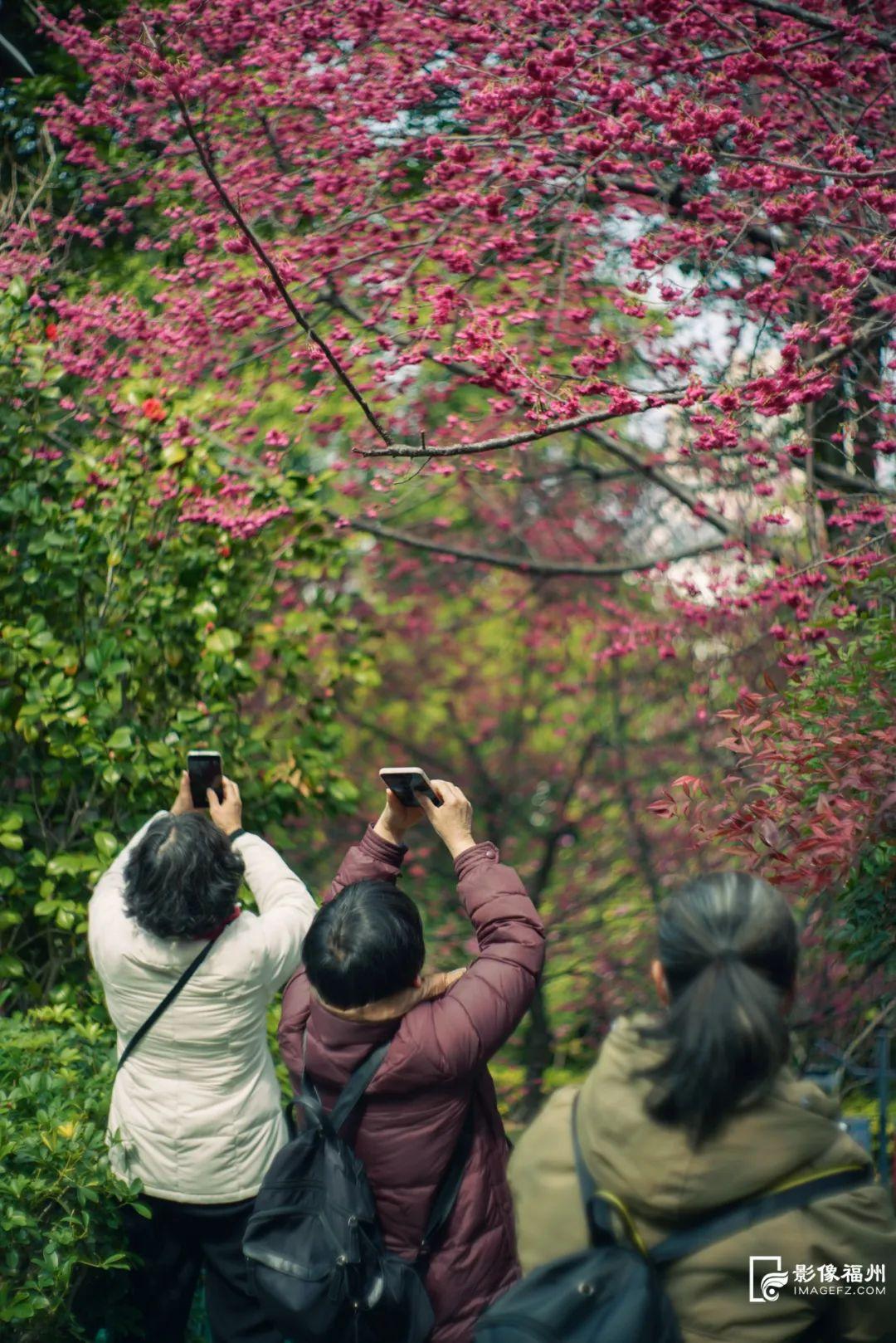 上乌山，赏春花