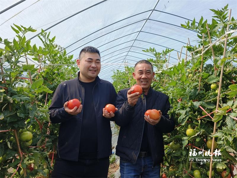 福清200多亩西红柿迎盛果期