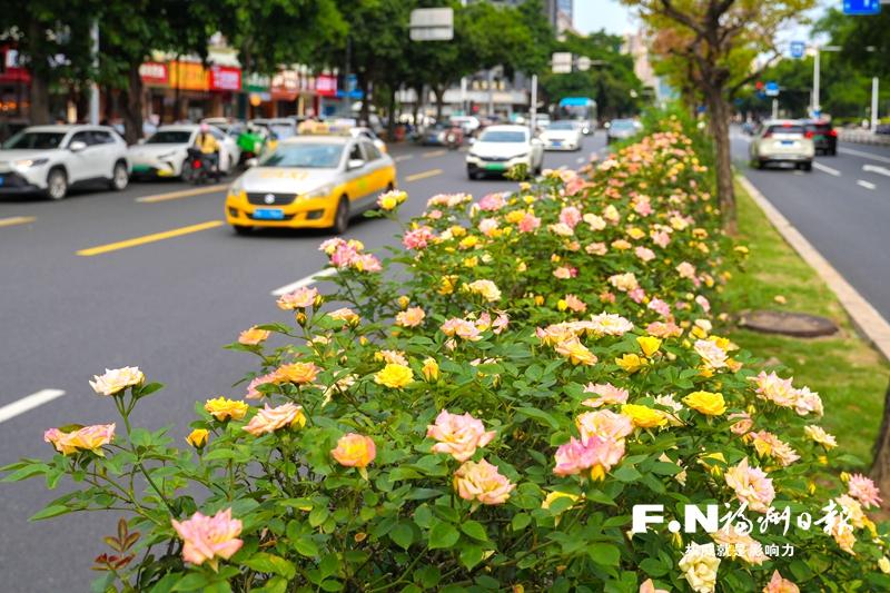 街头月季进入花期 色彩缤纷扮靓榕城