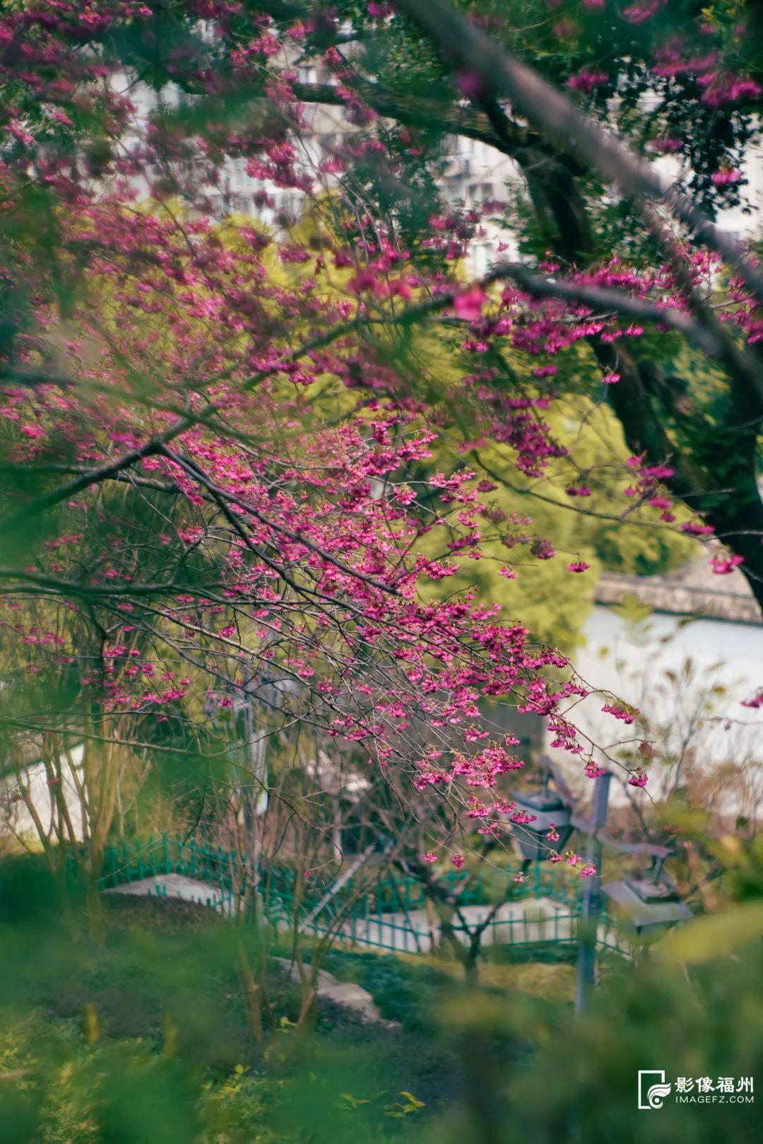 上乌山，赏春花