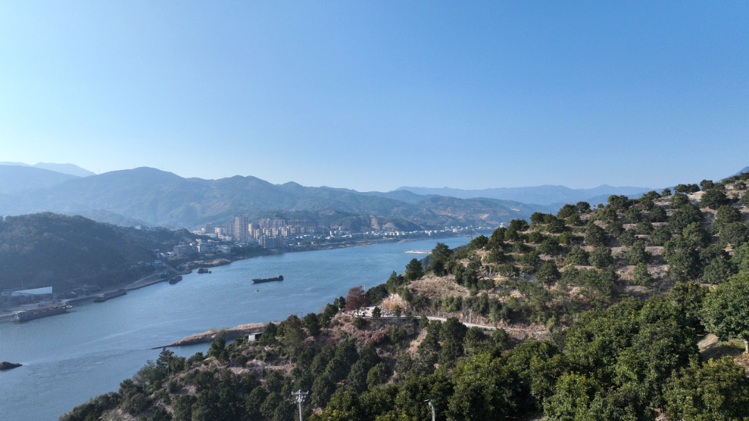 乡村振兴看闽清 | 橄榄春耕忙 绘就丰收新图景