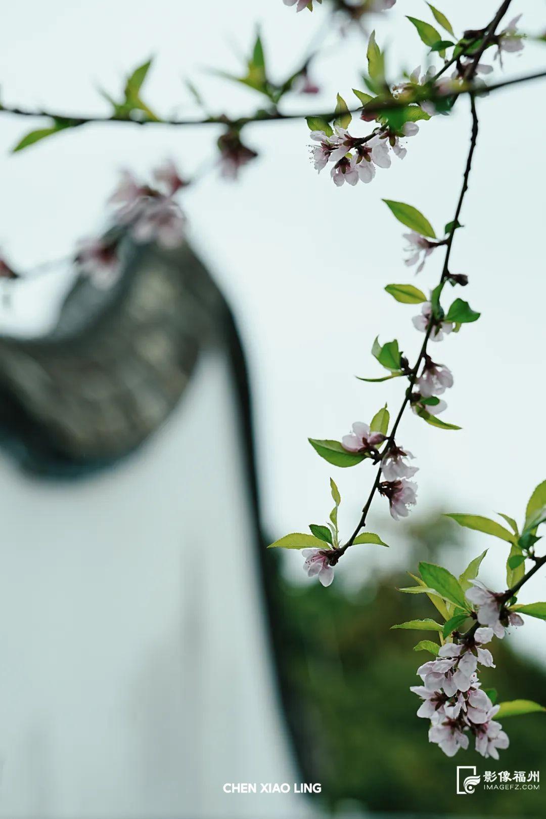上乌山，赏春花