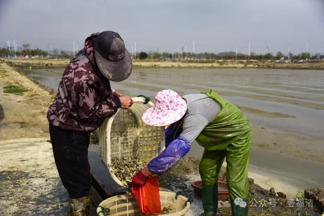 太鲜了！大量上市！福州人有口福了！