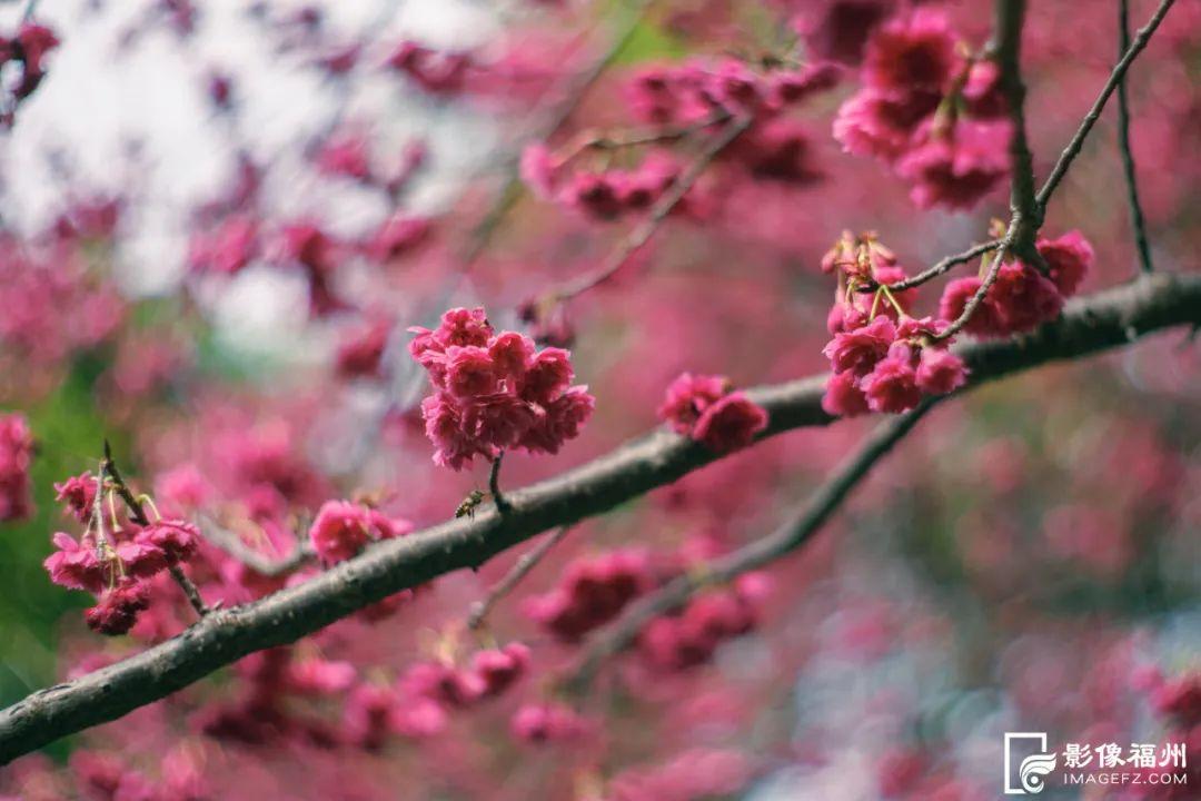 上乌山，赏春花