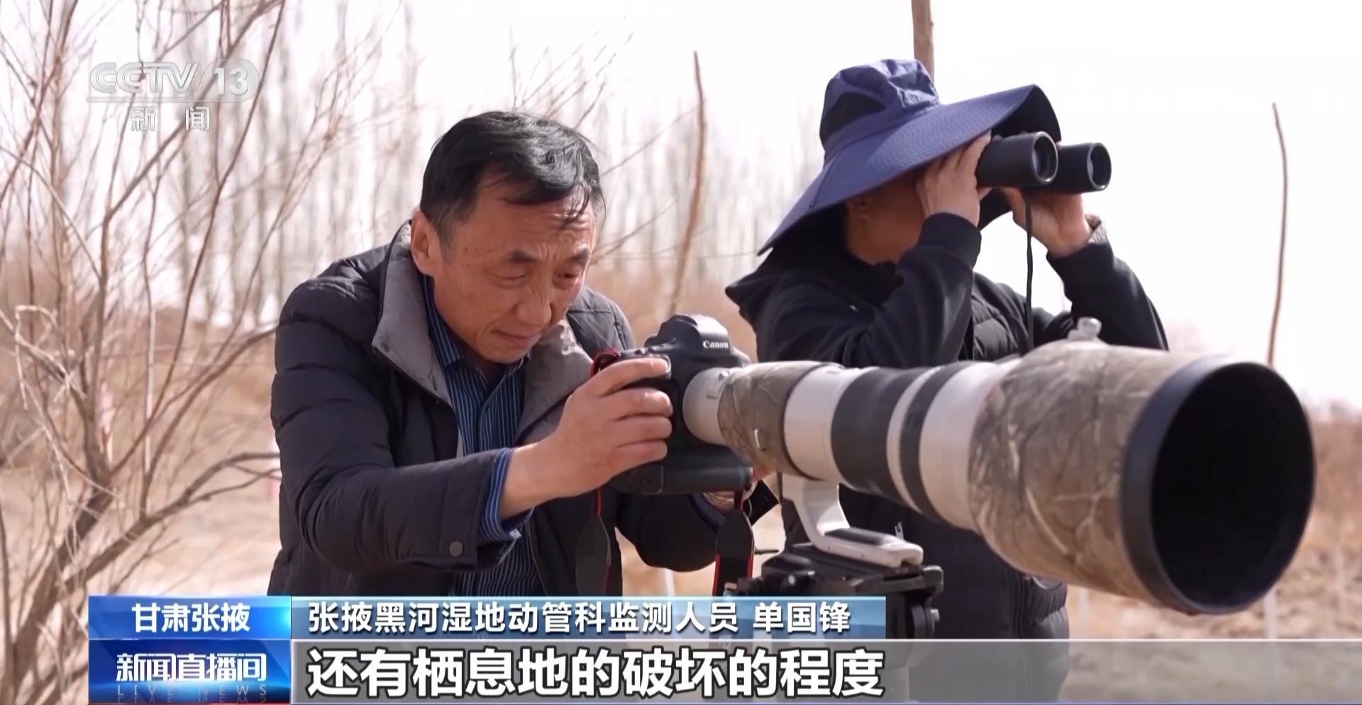 黑河湿地首次发现“鸟中国宝”东方白鹳
