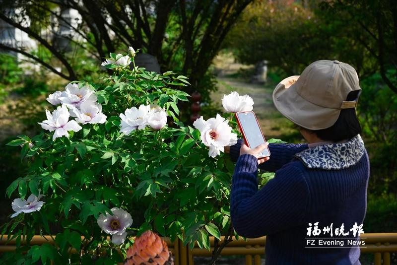 闽侯雪峰寺千株牡丹盛放 同期举办“牡丹花开”主题书画展
