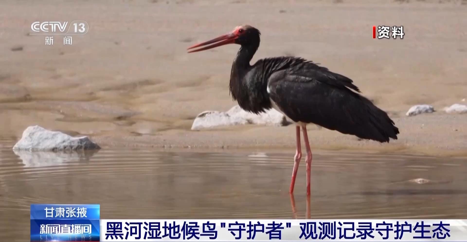 黑河湿地首次发现“鸟中国宝”东方白鹳