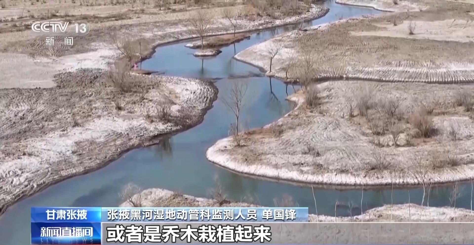黑河湿地首次发现“鸟中国宝”东方白鹳