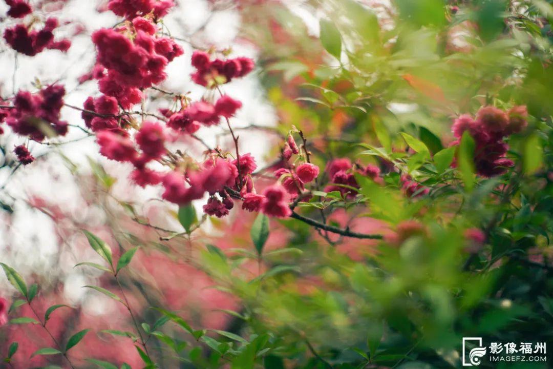 上乌山，赏春花