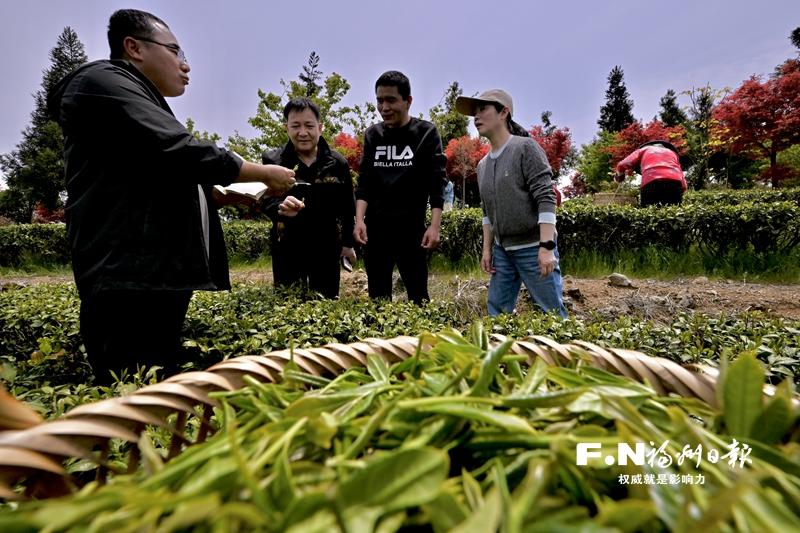 福清：低温霜冻里的春茶保卫战