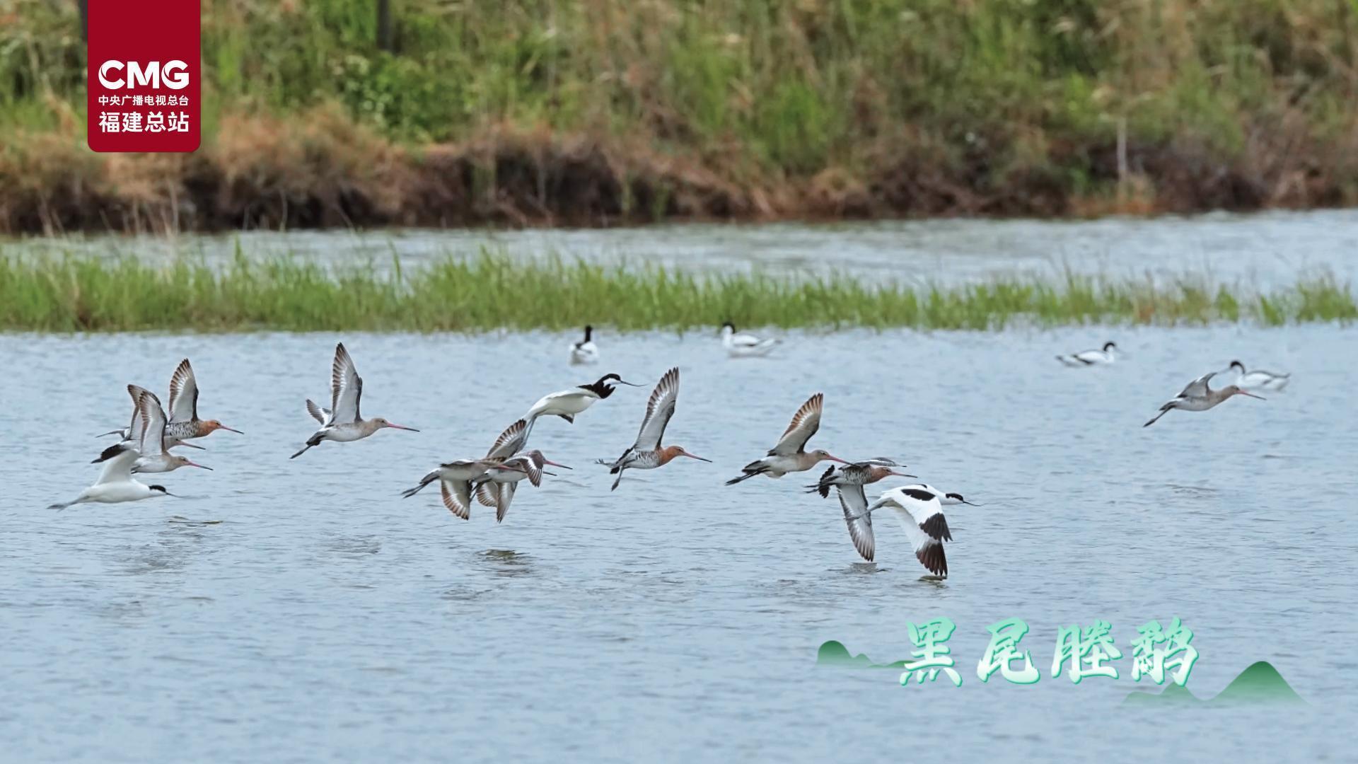 春日里的福建｜春天能在闽江河口湿地遇到什么鸟？
