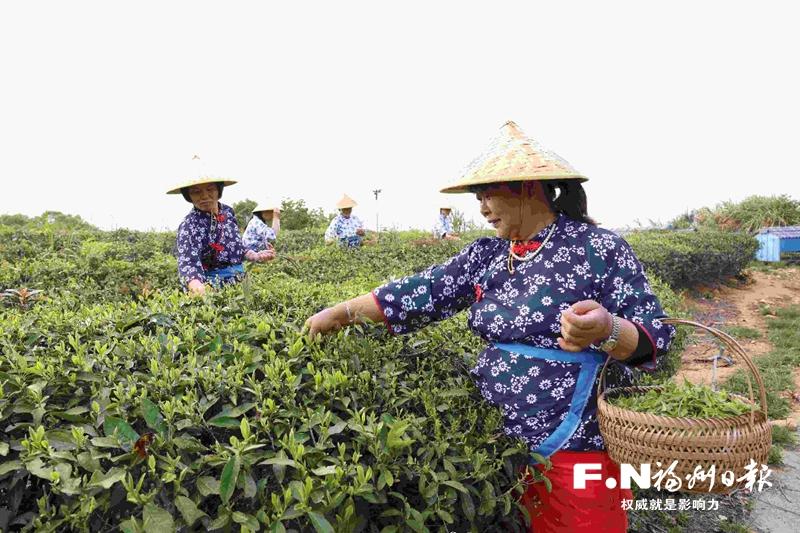 福清：明前茶飘香 农户采摘忙