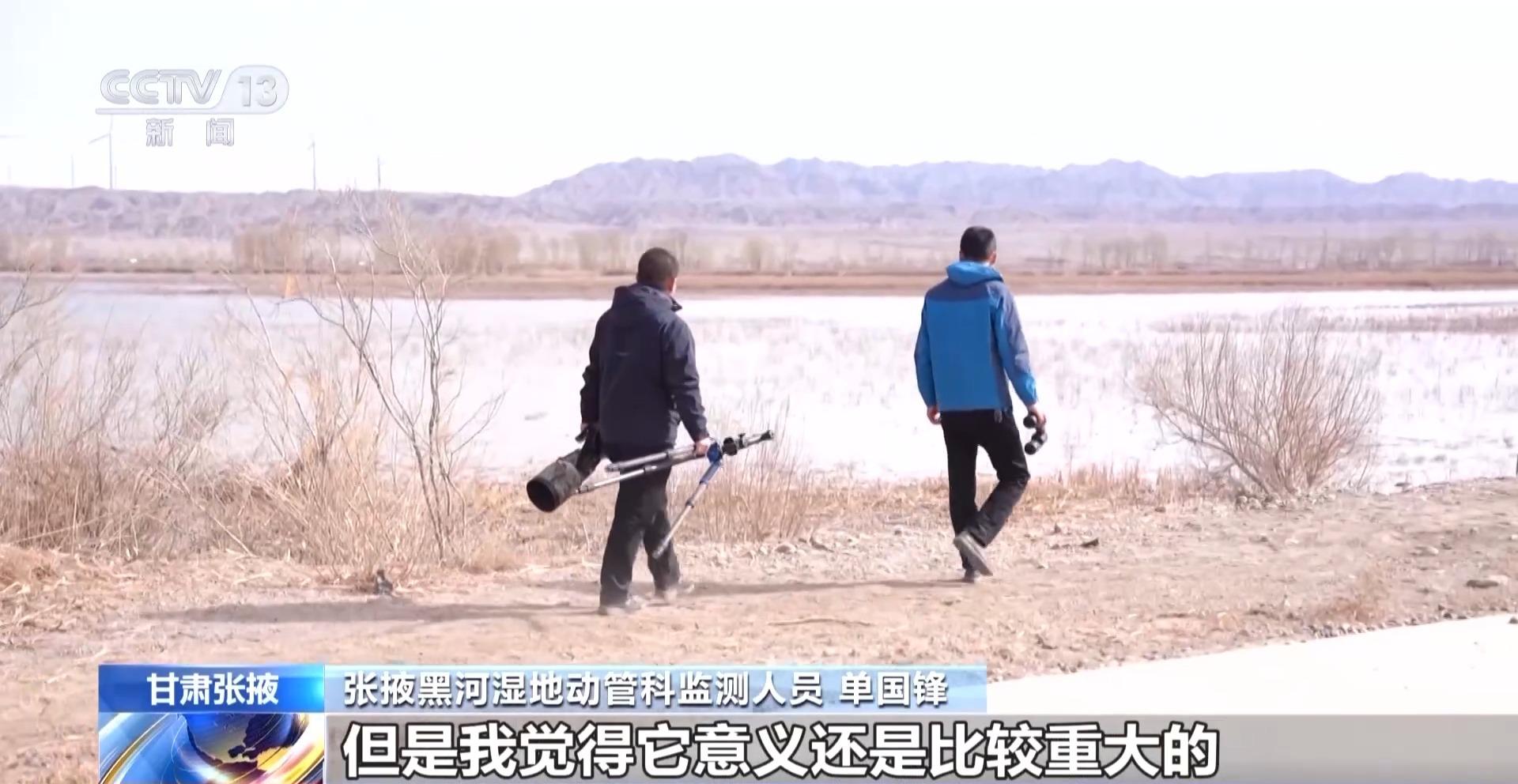黑河湿地首次发现“鸟中国宝”东方白鹳