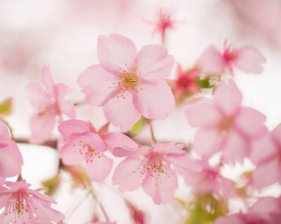 樱花卡「樱花卡通」-图3