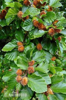 苹果手机报错7005-图2