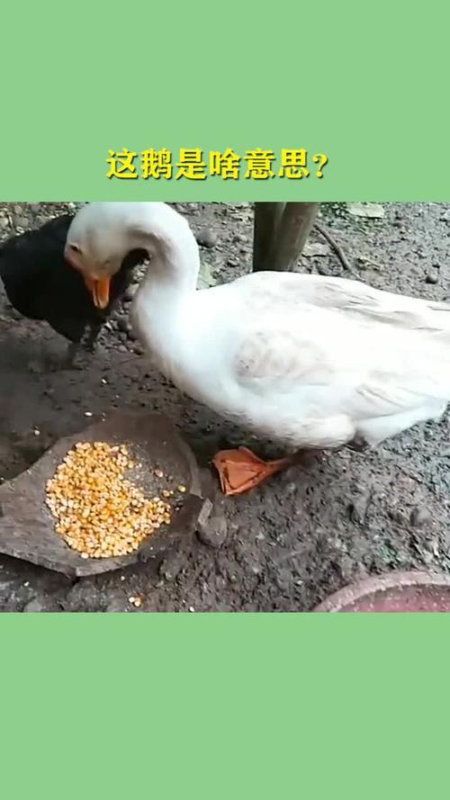 开播啦鹅的鹅什么意思